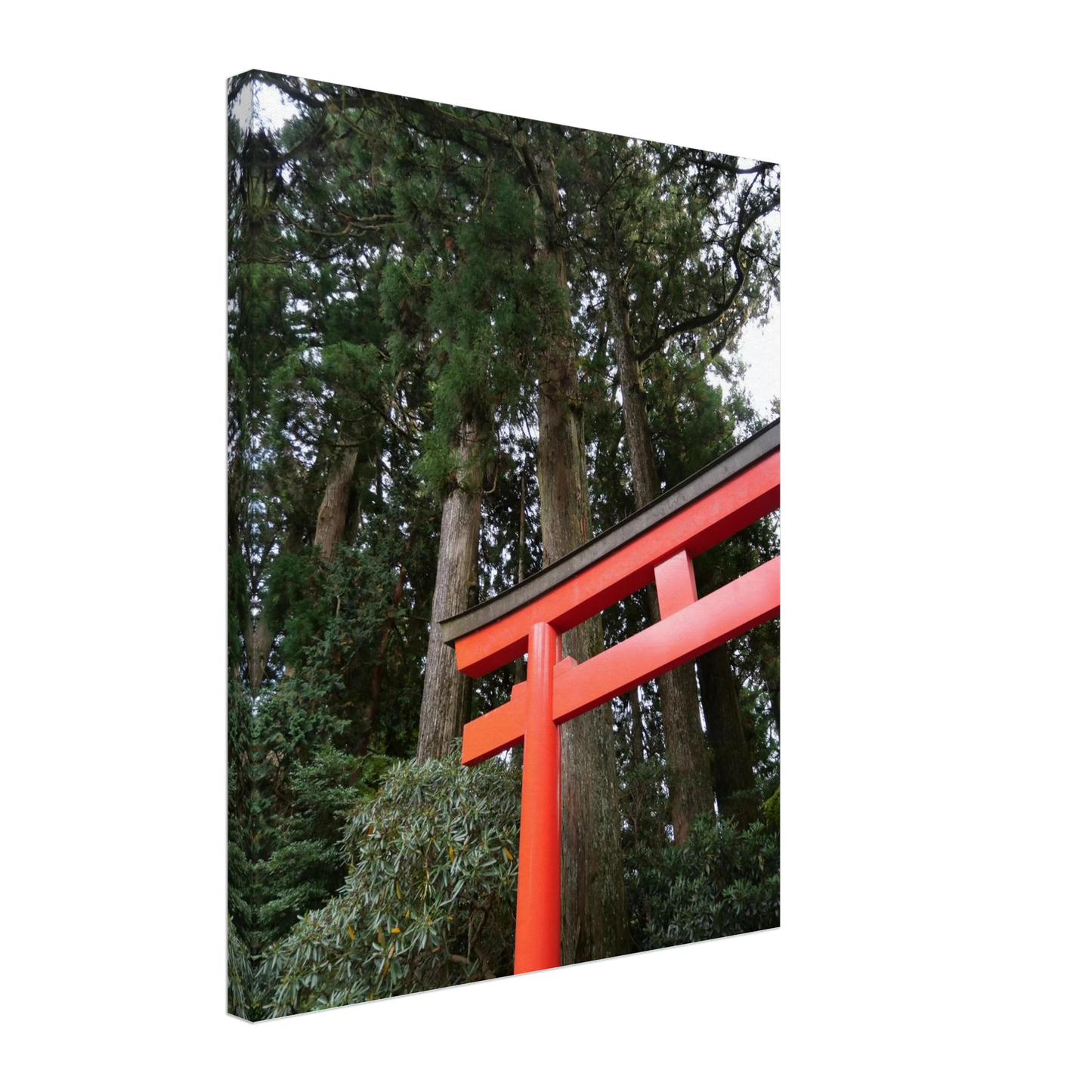 25c8a4ae-3f3c-48f4-a5f5-adc86169f66c